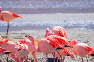 Laguna Hedionda flamingos, Bolivia.  Andean wildlife. Bolivian lagoon clipart