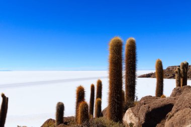 Bolivya 'nın İncahuasi adasından Salar de Uyuni manzarası. Dünyadaki en büyük tuz düzlüğü. Bolivya manzarası