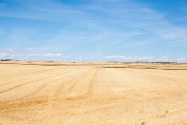 Kastilya ve Leon bölgesi kırsal kesim, İspanya. İspanyol sahaları