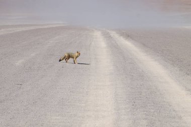 Andean fox from Bolivia. Bolivian wildlife clipart