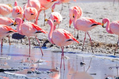 Laguna Hedionda flamingoları, Bolivya. Ve bir de vahşi yaşam. Bolivya gölü