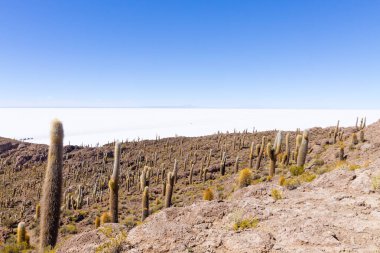 Bolivya 'nın İncahuasi adasından Salar de Uyuni manzarası. Dünyadaki en büyük tuz düzlüğü. Bolivya manzarası