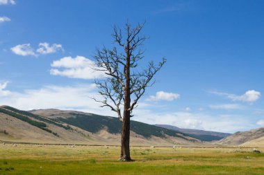 Moğolistan 'daki Altai Tavan Bogd Ulusal Parkı' ndan manzara. İzole edilmiş ağaç