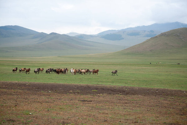 Стадо лошадей в Орхонской долине, пейзаж Монголии