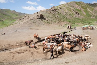 Yolyn Am, Moğolistan 'da at sürüsü