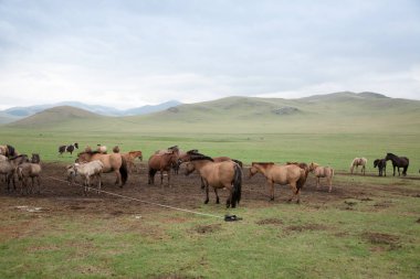 Herd of horses in Orkhon valley, Mongolia landscape clipart