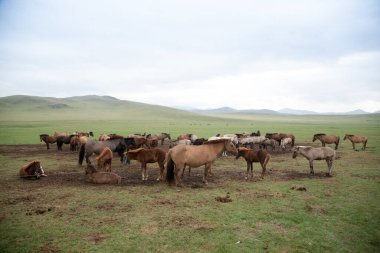 Orkhon vadisinde at sürüsü, Moğolistan manzarası