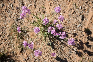 Gobi çölü çayırlarında çiçekler, Moğolistan manzarası.
