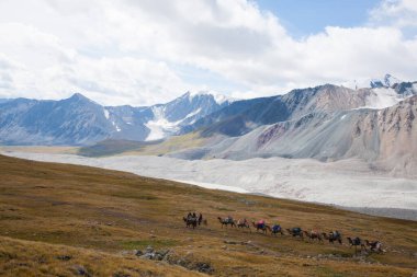 Moğolistan 'daki Altai Tavan Bogd Milli Parkı' ndan geçen deve sürüsü. Moğol manzarası