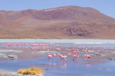 Laguna Hedionda flamingoları, Bolivya. Ve bir de vahşi yaşam. Bolivya gölü