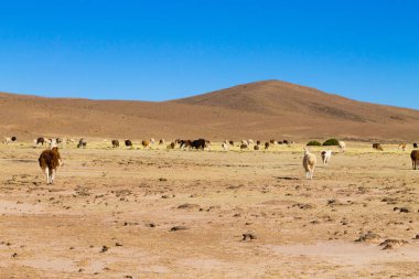 Bolivya Lama 'sı Andean Platosu, Bolivya' da çoğalıyor