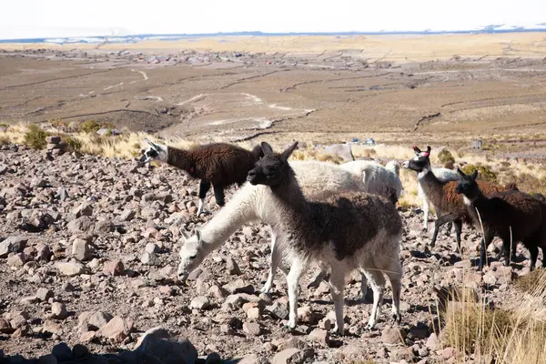 Bolivya Lama 'sı Andean Platosu, Bolivya' da çoğalıyor