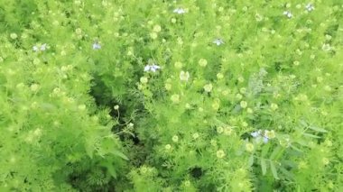 Nigella sativa çiçekleri tarımsal alandaki rüzgar manzarası tarafından sallanıyor. 