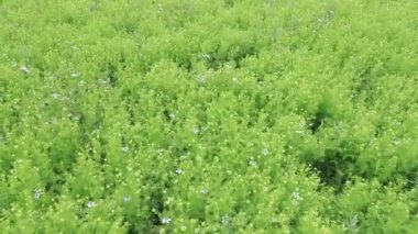 Nigella sativa çiçekleri tarımsal alandaki rüzgar manzarası tarafından sallanıyor. 
