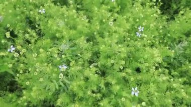 Nigella sativa çiçekleri tarımsal alandaki rüzgar manzarası tarafından sallanıyor. 
