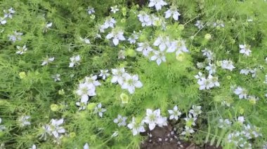 Nigella sativa çiçekleri tarımsal alandaki rüzgar manzarası tarafından sallanıyor. 