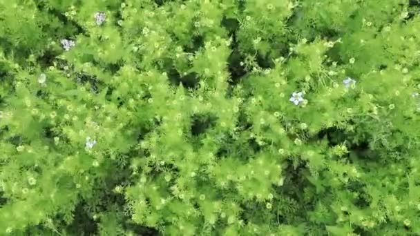 Nigella Sativa Kukat Huojuvat Tuulen Ylhäältä Näkymä Maatalouden Alalla — kuvapankkivideo