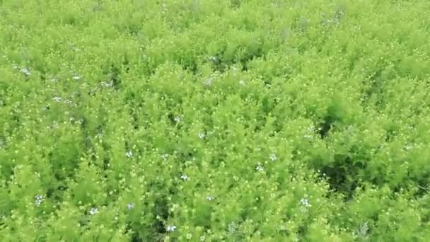 Florile Nigella Sativa Leagă Vânt Câmpul Agricol — Videoclip de stoc