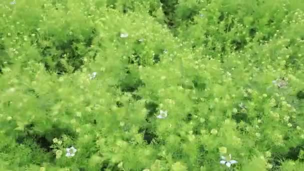Nigella Sativa Flores Estão Balançando Pela Vista Superior Vento Campo — Vídeo de Stock