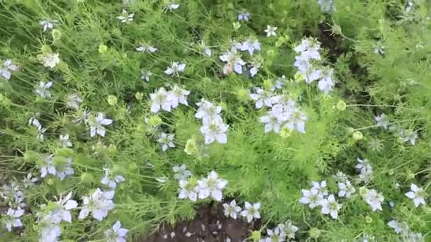 Nigella Sativa Flowers Swaying Wind Top View Agricultural Field — Stock Video
