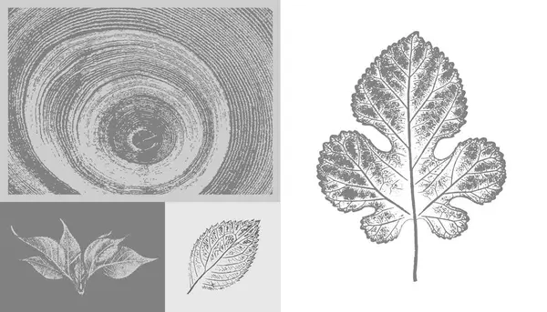 Botanik illüstrasyonun gri ve beyaz yapraklı damgası. Düz yaprak çizilmiş sanat arkaplanı.