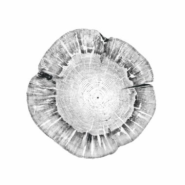 Siyah beyaz ve gri monoton. Kaliteli ahşap levhanın ucunda. Ağaç halkaları sanat eseri ve çatlak yüzey.