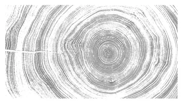 Siyah beyaz ve gri monoton. Kaliteli ahşap levhanın ucunda. Ağaç halkaları sanat eseri ve çatlak yüzey.