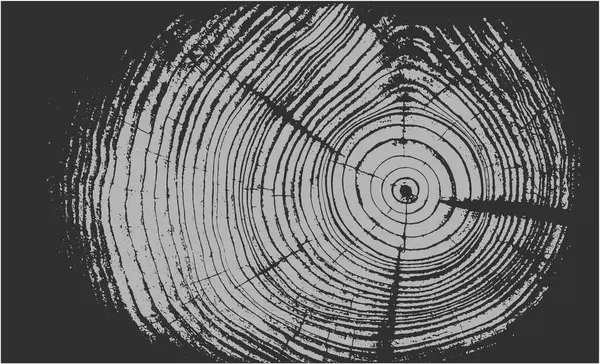 Siyah beyaz ve gri monoton. Kaliteli ahşap levhanın ucunda. Ağaç halkaları sanat eseri ve çatlak yüzey.
