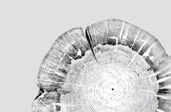 Siyah beyaz ve gri monoton. Kaliteli ahşap levhanın ucunda. Ağaç halkaları sanat eseri ve çatlak yüzey.