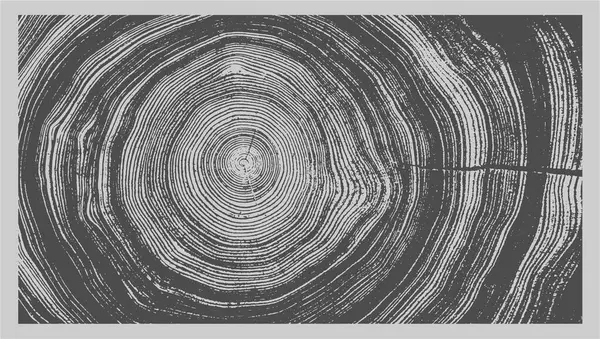 Siyah beyaz ve gri monoton. Kaliteli ahşap levhanın ucunda. Ağaç halkaları sanat eseri ve çatlak yüzey.