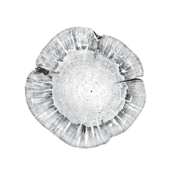 Siyah beyaz ve gri monoton. Kaliteli ahşap levhanın ucunda. Ağaç halkaları sanat eseri ve çatlak yüzey.