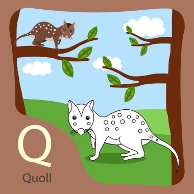 Quoll çizimi izole edilmiş ve renklendirilmiş