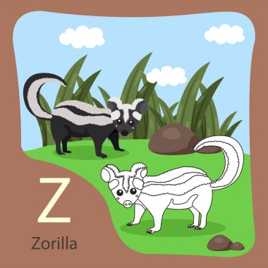 Zorilla illüstratörü izole edilmiş ve renklendirilmiş