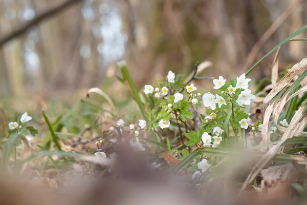 Bunch of white flowers of Isopyrum thalictroides blooming in forest, springtime in wild nature