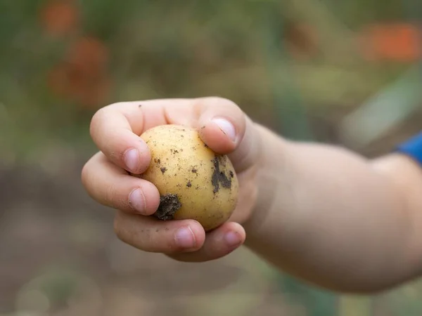 Små Barns Hand Håller Smutsig Potatis Fält Närbild — Stockfoto