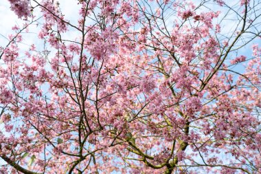 Çay bahçelerinde kiraz çiçekleri