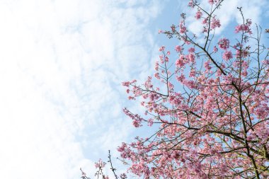 Çay bahçelerinde kiraz çiçekleri