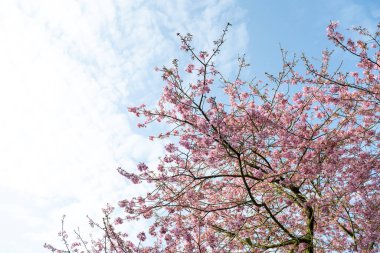 Çay bahçelerinde kiraz çiçekleri