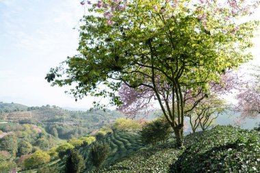 Çay bahçelerinde kiraz çiçekleri