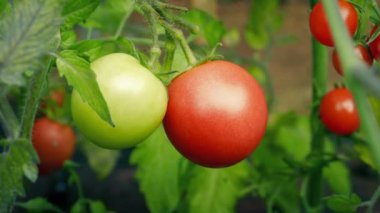 Domates sarmaşıktan koparılmış - normal ve kiraz büyüklüğünde