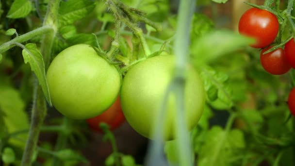 Green Changes Red Tomato Change Maturity Concept — Stock Video