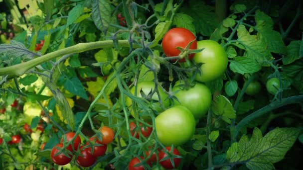 Tomaten Wijnstok Zonnige Tuin — Stockvideo
