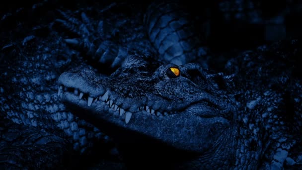 鳄鱼的眼睛在夜间闪闪发光 — 图库视频影像