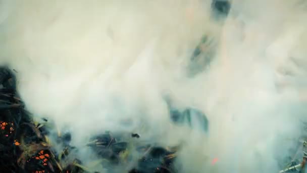 Hierba Seca Quema Fumar Primer Plano — Vídeos de Stock