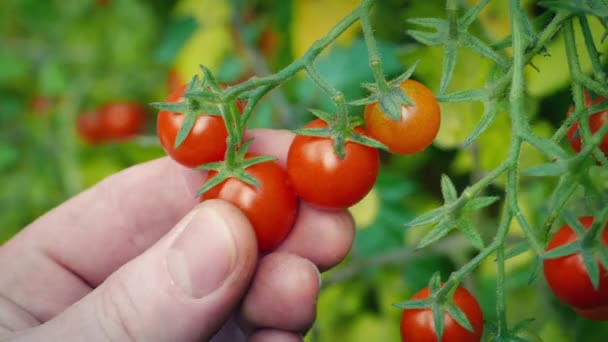Μαζεύοντας Ντομάτες Κεράσι Από Αμπέλι Εκδόσεις — Αρχείο Βίντεο