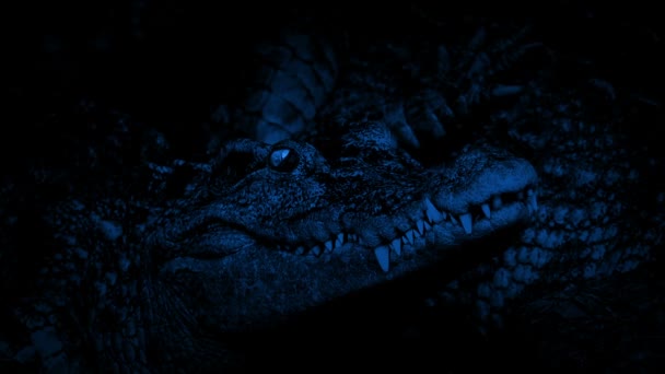 Krokodyl Miga Ciemności Zbliżenie — Wideo stockowe