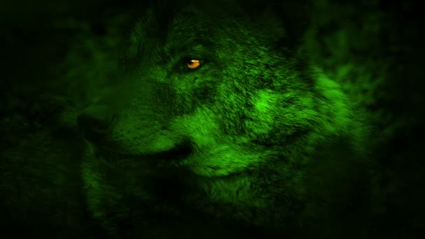 Wolf Ser Sig Omkring Grön Med Glödande Ögon — Stockvideo