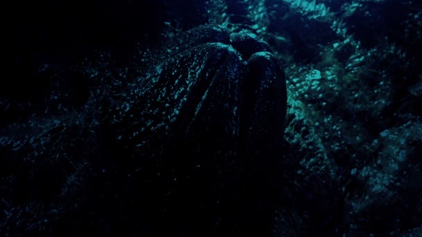 Uovo Alieno Nella Scena Fantascientifica Della Caverna Oscura — Video Stock