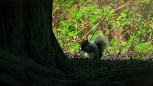 老树荫下的松鼠饲料 — 图库视频影像
