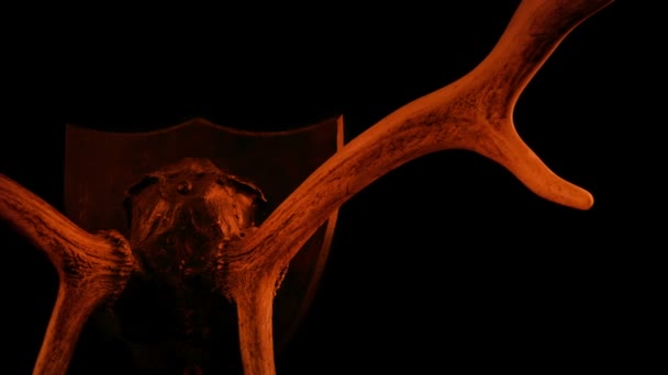 Antlers Trophy Firelight Moving Shot — Stock video